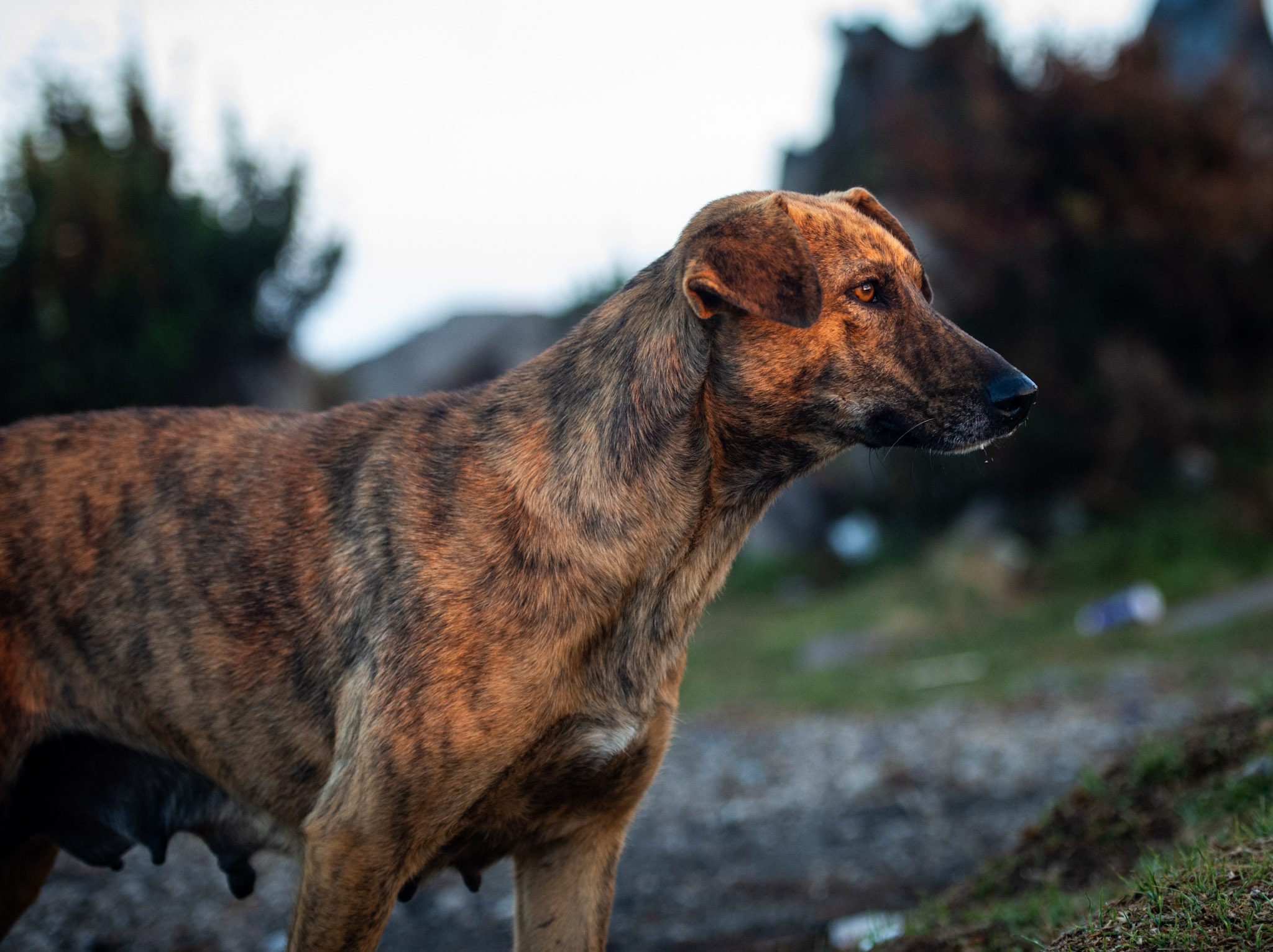 Tigresa, the famous volcano dog.