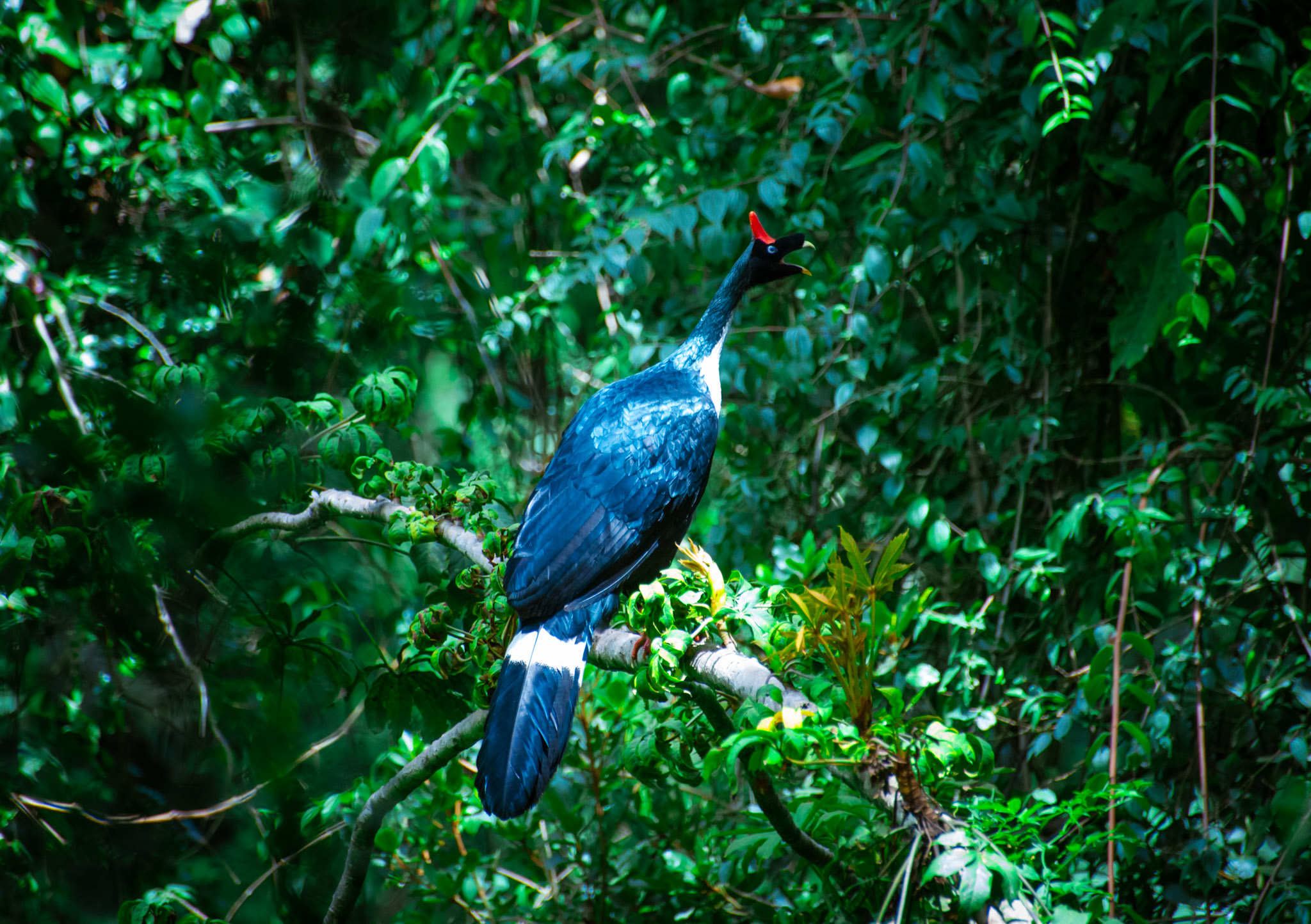 An extremely rare Pavo de Cacho spotted near Santiaguito.